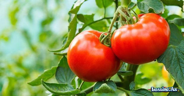 Pomidor'un faydaları